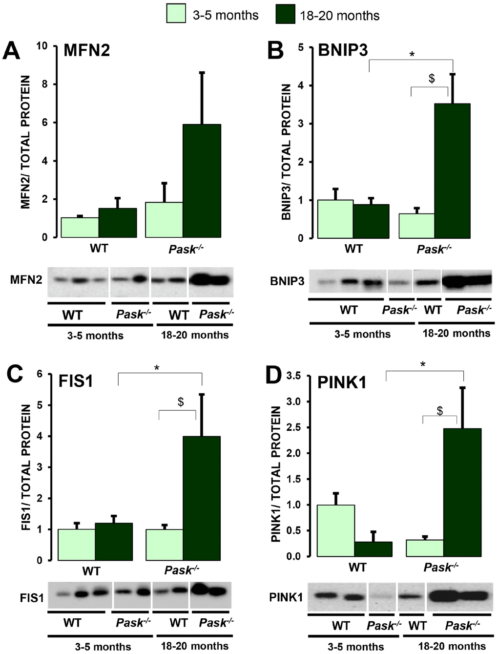 Effects of aging and PASK deficiency on MFN2, FIS1, BNIP3 and PINK1 protein expression. Immunoblot analysis of MFN2 (A), FIS1 (B), BNIP3 (C) and PINK1 (D) in livers from young (3-5 months) and aged (18-20 months) wild-type (WT) and PASK-deficient (Pask-/-) mice. Liver lysates from non-fasted (NF) mice were processed for western blot analysis. The value obtained in 3-5-month-old non-fasted WT mice was taken as 1. Bar graphs in (A–D) represent the means ± SEM of the densitometric values normalized by total protein detected by Stain-Free (TOTAL PROTEIN) (Supplementary Figure 2), n = 4-5 animals per condition. $P vs. 18-20 months; * P vs. Pask-/-.