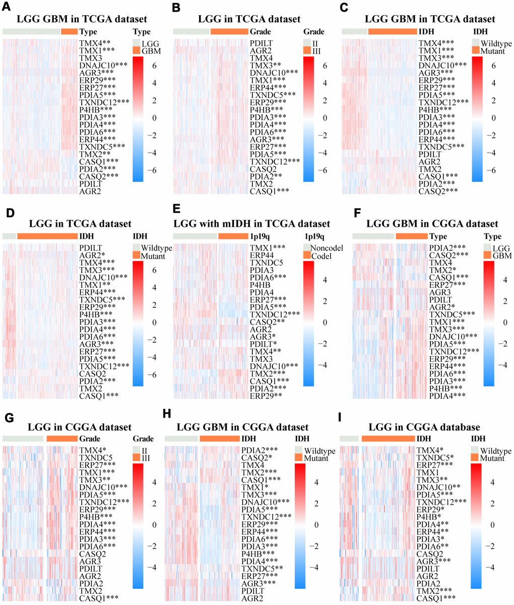 Relationship between mRNA expression patterns of PDIs in gliomas with different clinical characteristics (cancer type, WHO grade, the status of IDH and 1p19q). The heat maps, based on the public data from TCGA and CGGA databases, demonstrated upregulated mRNA (red) or downregulated mRNA (blue) of the PDI family members in the subgroups. TCGA database as training set and CGGA database as the validation set. * p p p 