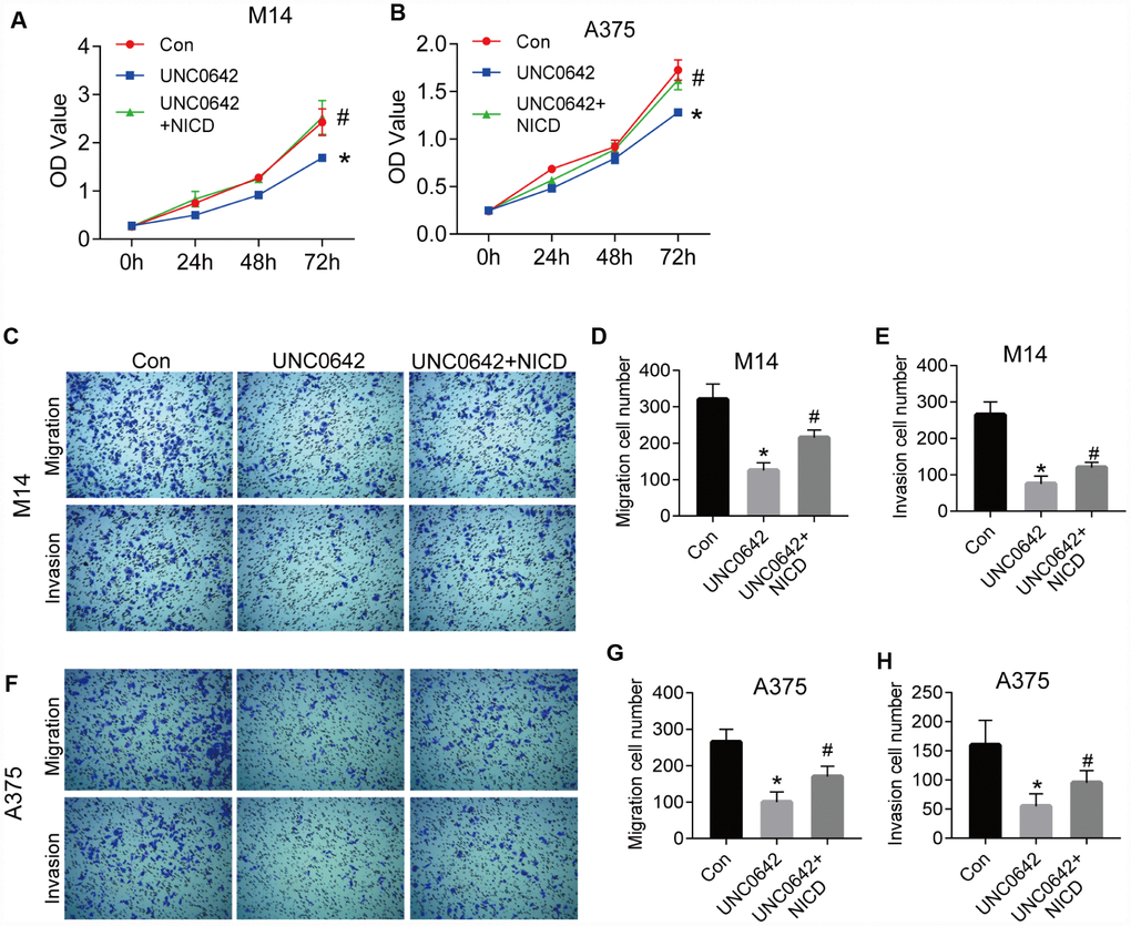 NICD blocked the inhibition of proliferation and metastasis induced by UNC0642 in human melanoma cells. (A) the proliferation of M14 cells with the treatment of UNC0642 or both UNC0642 and NICD was detected by CCK8. (B) the proliferation of A375 cells with the treatment of UNC0642 or both UNC0642 and NICD was detected by CCK8. (C) the migration and invasion of M14 cells with the treatment of UNC0642 or both UNC0642 and NICD was detected by transwell. (D) the column diagram showed the migration cell number in M14 cells. (E) the column diagram showed the invasion cell number in M14 cells. (F) the migration and invasion of A375 cells with the treatment of UNC0642 or both UNC0642 and NICD was detected by transwell. (G) the column diagram showed the migration cell number in A375 cells. (H) the column diagram showed the invasion cell number in A375 cells. *P