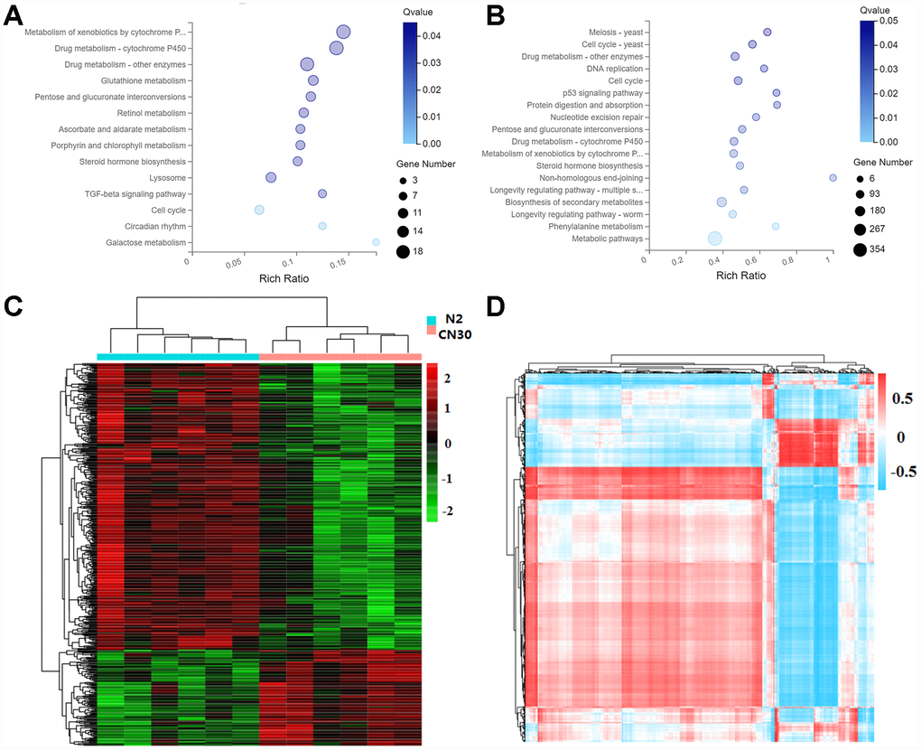 Variation in COX1 affects metabolic activity. (A) The significantly influenced KEGG pathways by mitochondria variation. X-axis: enrichment radio. Larger value represents greater degree of enrichment. Rich ratio indicates the number of differentially expressed genes located under the path term divided by the number of all annotated genes under the path term. Y-axis: pathway. Color: P-value. Circle size: number of genes. (B) Significantly influenced KEGG pathway by age. (C) Heat map of differentially expressed metabolites. The data were depicted as matrices in which each row represents one metabolite and each column represents one of the worm samples. Relative metabolite expression is depicted according to the color scale shown at the right side. Red and green colors represent high and low relative expression, respectively. The magnitude of deviation from the median is represented by color saturation. (D) Interactions between genes and metabolites both affected by the mitochondria variation. Pearson correlation coefficients that represents the association between genes and metabolites were depicted according to the color scale shown at the right side. Red and blue colors represent positive and negative correlations. The magnitude of deviation from the median is represented by color saturation.