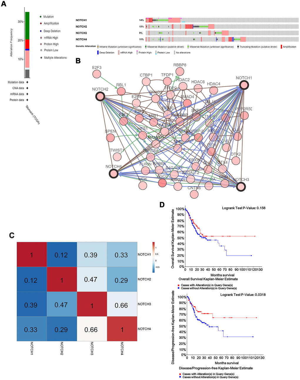 Notch genes expression and mutation analysis in GC. (A) Notch1, Notch2, Notch3 and Notch4 mutation rates were 14%, 13%, 9% and 11%, respectively. (B) Network for 4 Notch receptors and the 50 most frequently altered neighbor genes. (C) Genetic alterations in Notch receptor were correlated with longer DFS in gastric adenocarcinoma patients. (D) The relationship between genetic alterations in Notch and OS/DFS. Logrank test was used in analysis of OS/DFS.