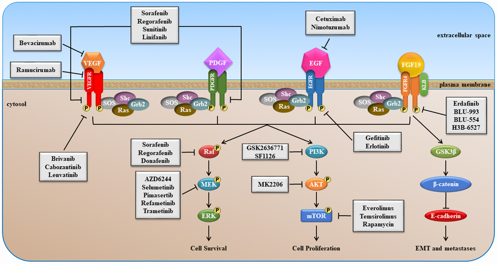 Schematic overview of VEGFR, PDGFR, EGFR and FGFR signaling pathways stimulated after binding of growth factor (GF).