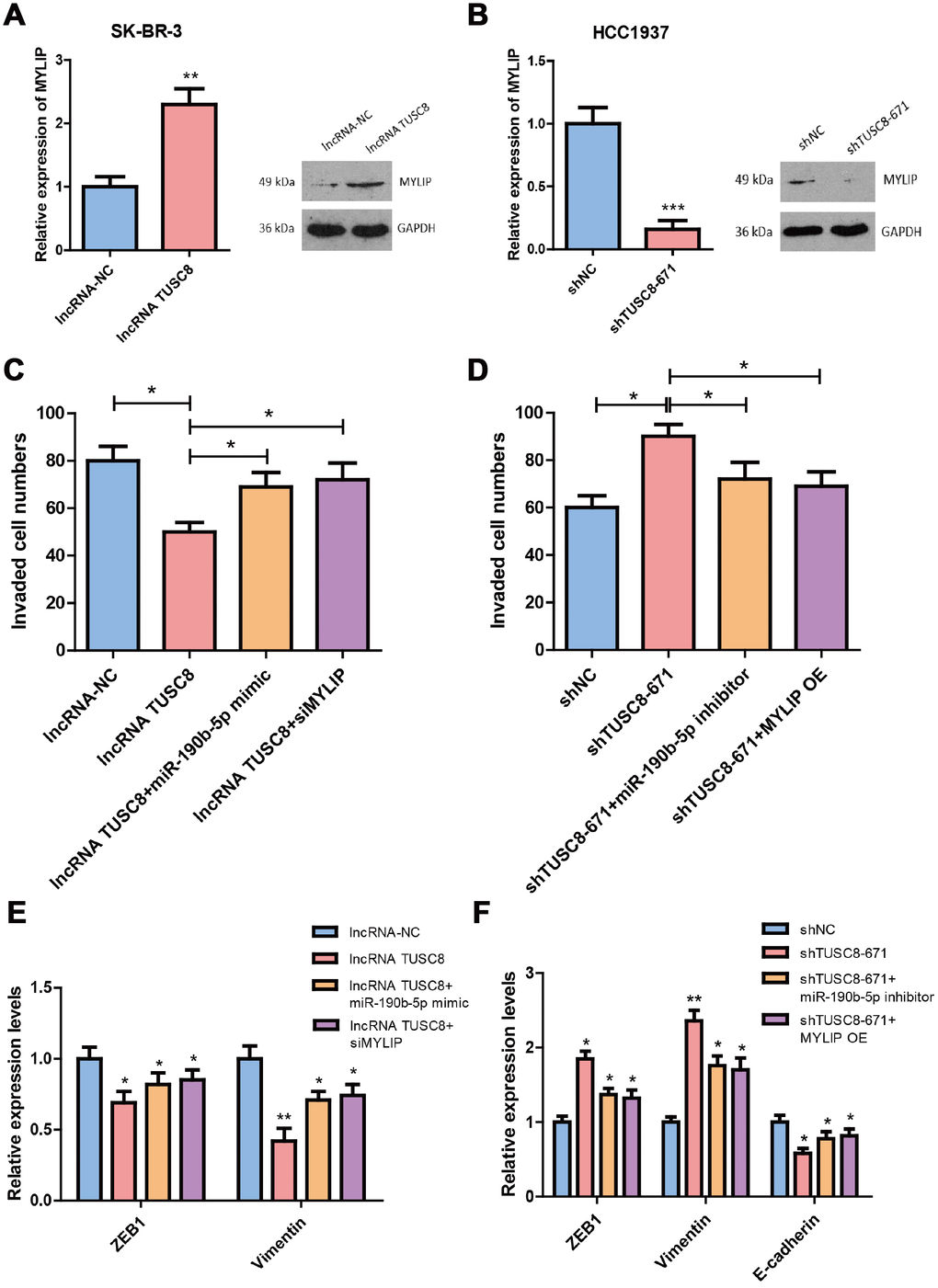 TUSC8 inhibits breast cancer cell invasive capacity partly through miR-190b-5p-MYLIP axis. (A) Over-expression of TUSC8 significantly increased the mRNA and protein levels of MYLIP in SK-BR-3 cells. (B) Knock-down of TUSC8 drastically suppressed the mRNA and protein levels of MYLIP in HCC1937 cells. (C) Over-expression of miR-190b-5p or inhibition of MYLIP partly abolished the reduced cell invasive capacities mediated by TUSC8 over-expression in SK-BR-3 cells. (D) Inhibition of miR-190b-5p or MYLIP over-expression partly rescued the enhanced cell invasive capacities mediated by TUSC8 knock-down in HCC1937 cells. (E) Over-expression of miR-190b-5p or inhibition of MYLIP partly abolished the EMT related markers expression mediated by TUSC8 over-expression in SK-BR-3 cells. (F) Inhibition of miR-190b-5p or MYLIP over-expression partly rescued the EMT related markers expression mediated by TUSC8 knock-down in HCC1937 cells. The asterisks (*, **, ***) indicate a significant difference (p p p 
