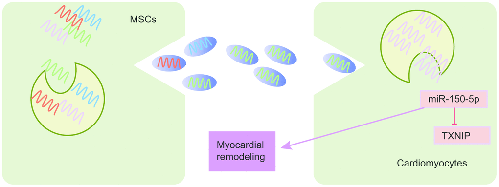 The schematic diagram depicts molecular basis underlying EVs derived from MSCs on I/R by transferring miR-150-5p. MSCs can secrete EVs to transfer miR-150-5p into cardiomyocytes, which further internalize EVs to release miR-150-5p and miR-150-5p protects against I/R by downregulating TXNIP and inhibiting myocardial remodeling.
