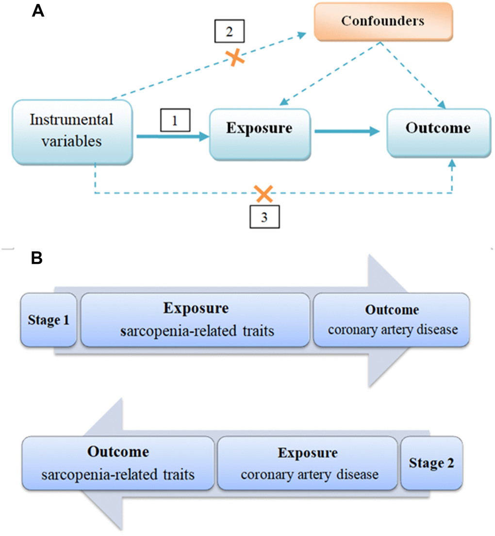 Schematic Representation of Bi-directional MR Analysis. (A) illustrates three assumptions of MR analysis as follows: 1) Instrumental variables must be associated with exposure, 2) instrumental variables must not be associated with confounders, and 3) instrumental variables must influence outcome only through exposure. (B) illustrates bi-directional MR analysis. In stage 1 analysis, influence of genetically predicted sarcopenia-related traits (body lean mass, left handgrip strength and right handgrip strength) on risk of CAD was estimated. In stage 2 analysis, influence of genetically predicted CAD on risk of sarcopenia-related traits (body lean mass, left handgrip strength and right handgrip strength) was estimated. TSMR: two-sample mendelian randomization; CAD: coronary artery disease.