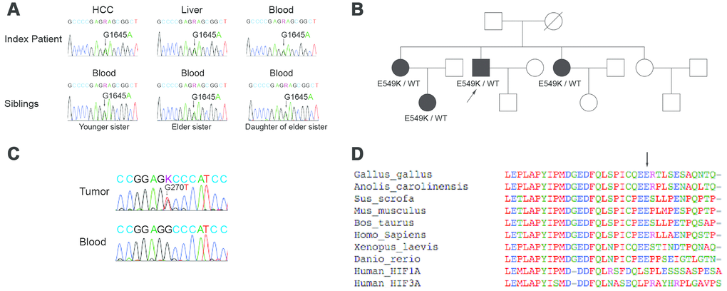 Sanger sequencing, genetic pedigree, and localization of germline mutation in the index patient and family members. (A) Direct Sanger sequencing results are shown for the HIF2A gene in the index patient and affected family members. The patient’s blood lymphocytes as well as the tumor and surrounding liver tissue carried a G1645A mutation in the gene coding for HIF2A. This mutation was also present in the blood lymphocytes of two of the patient’s sisters and one niece. (B) A family pedigree is shown. (C) Sanger sequencing of the p53 gene in the tumor tissue and blood lymphocytes of the index patient is shown. The p53 mutation was present only in the index patient’s tumor tissue. (D) Multiple peptide sequence alignment was performed; the E549 site was critically conserved across species (arrow). As such, a mutation at this site could potentially alter HIF-2α signaling.
