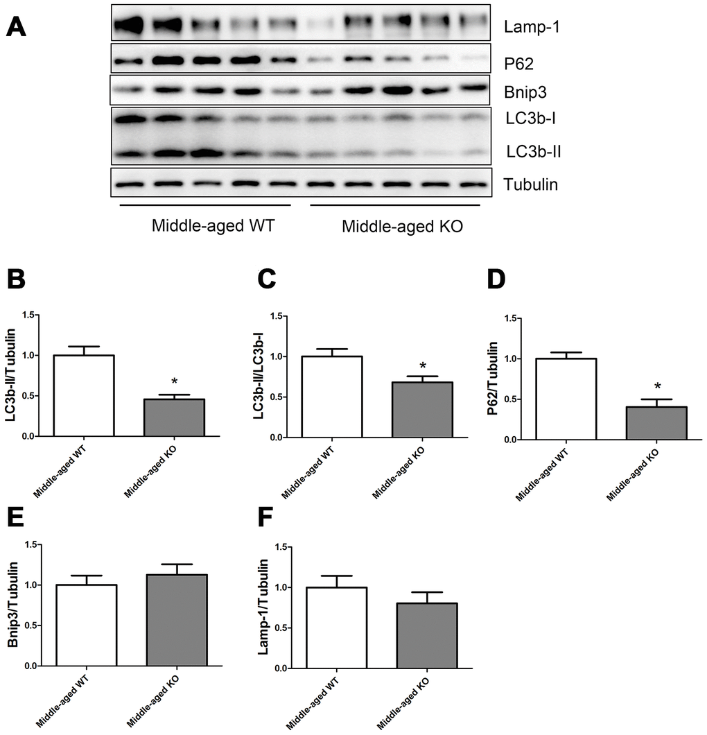 Expression of LC3b-II, LC3b-I, P62, Bnip3, and Lamp-1 proteins in middle-aged WT and middle-aged KO mice. (A) Western blot images. (B–F) Statistical graphs. Data represent mean ± SE, (n=5), *statistically significant.