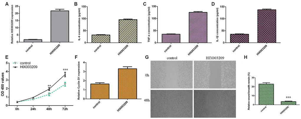 Ectopic expression of HIX003209 induced inflammatory mediators secretion, cell growth and migration in VSMCs. (A) The expression of HIX003209 was measured with qRT-PCR assay. (B) Ectopic expression of HIX003209 induced inflammatory mediators secretion including IL-6 compared to control group. (C) The expression of TNF-α in cell culture supernatant was measured by ELISA assay. (D) The expression of IL-1β in cell culture supernatant was measured by ELISA assay. (E) Elevated expression of HIX003209 promoted VSMCs proliferation compared to control group. (F) The expression of cyclin D1 was measured by qRT-PCR analysis. (G) Overexpression of HIX003209 induced VSMCs migration compared to control group. (H) The relative wound breadth remain of two groups was showed **p