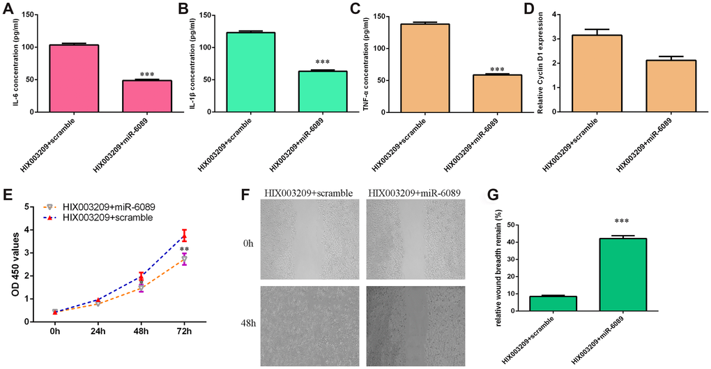 HIX003209 induced inflammatory mediators secretion, cell growth and migration via regulating miR-6089 expression. (A) The expression of IL-6 was detected by ELISA assay. (B) The expression of TNF-α was detected by ELISA assay. (C) The expression of IL-1β was detected by ELISA assay. (D) The expression of cyclin D1 was measured by qRT-PCR analysis. (E) Cell proliferation was measured by CCK-8 analysis. (F) miR-6089 overexpression inhibited HIX003209-overexpressing VSMCs migration compared to scramble group. (G) The relative wound breadth remain of two groups was showed.**p