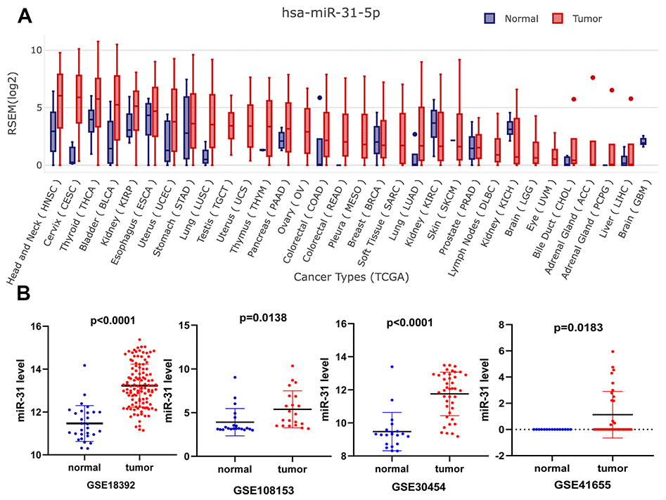 Expression validation of miR-31-5p. (A) Pancancer expression of miR-31-5p in GEDS. (B) Upregulation of miR-31-5p in the microarrays tissues, based on Gene Expression Omnibus (GEO) data sets. Notes: a, GSE18392; b, GSE108153; c, GSE30454; d, GSE41655.