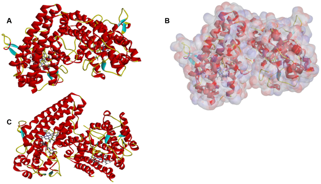 The molecular structure of IDO. Initial molecular structure was shown in (A) the surface of binding area were added in (B) and the complex structure of IDO with Epacadostat in (C) blue represented positive charge, red represented negative charge and green was used to label the cartoon.