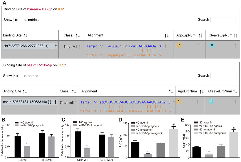 miR-136-5p directly binds to IL-6 and CRP and downregulates their expression. (A) The binding sites between miR-136-5p and IL-6 as well as between miR-136-5p and CRP predicted by using a web-based bioinformatic prediction resource. (B) The interaction between miR-136-5p and IL-6 verified by dual-luciferase reporter gene assay. (C) The interaction between miR-136-5p and CRP verified by dual-luciferase reporter gene assay. (D) The level of IL-6 in the culture medium supernatant of HUVECs after alteration of miR-136-5p expression, as detected by ELISA. (E) The level of CRP in the culture medium supernatant of HUVECs after alteration of miR-136-5p, as detected by ELISA. * p vs. treatment of NC agomir; # p vs. treatment of NC antagomir. Measurement data were expressed as mean ± standard deviation. Data from two groups were compared using independent sample t-test. Each experiment was repeated three times. miR-136-5p, microRNA-136-5p; IL-6, interleukin-6; CRP, C-reactive protein; ELISA, enzyme linked immunosorbent assay; HUVECs, human umbilical vein endothelial cells; ANOVA, analysis of variance.