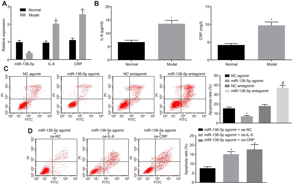The suppressive effect of miR-136-5p elevation on HUVEC apoptosis in vitro is reversed by IL-6 and CRP. (A) The expression levels of miR-136-5p, IL-6, and CRP in normal and HUVECs exposed to CoCl2 determined by RT-qPCR (* p B) The levels of IL-6 and CRP in the culture medium supernatant of normal and HUVECs exposed to CoCl2 determined by ELISA (* p C) Apoptosis rate of HUVECs following the treatment of miR-136-5p agomir or miR-136-5p antagomir measured using flow cytometry (* p p D) The apoptosis rate of HUVECs after treatment of miR-136-5p agomir + oe-IL-6, oe-CRP, or oe-NC detected by rescue experiment (* p t-test and data from multiple groups using one-way ANOVA. Each experiment was repeated three times. miR-136-5p, microRNA-136-5p; IL-6, interleukin-6; CRP, C-reactive protein; RT-qPCR, reverse transcription quantitative polymerase chain reaction; ELISA, enzyme linked immunosorbent assay; HUVECs, human umbilical vein endothelial cells; NC, negative control; ANOVA, analysis of variance; CoCl2, cobalt chloride.