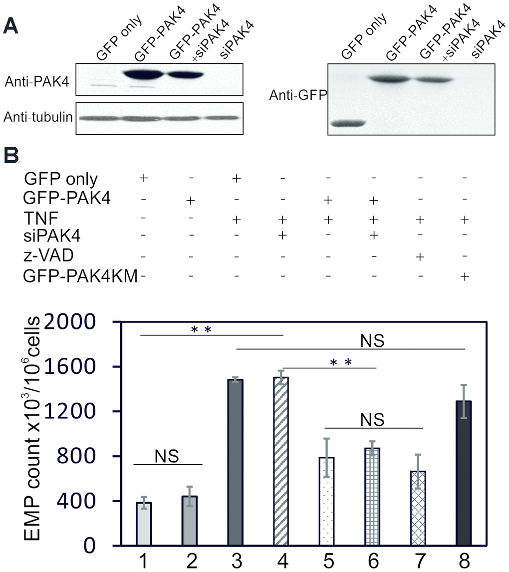 PAK4 overexpression decreases TNF-induced EMPs release. (A) Western blotting of HUVECs transfected 48 h with GFP, GFP-PAK4 plasmid, siPAK4 or GFP-PAK4+siPAK4, and analyzed by PAK4 and control tubulin antibodies. (B) EMP release in HUVECs transfected with GFP, GFP-PAK4, GFP-PAK4KD, siPAK4 or GFP-PAK4+siPAK4, and stimulated 24 h with TNF (100 ng/ml) or control vehicle. Overexpression of GFP-PAK4 significantly inhibits TNF-induced EMP release (lane 5 vs lane 3). The TNF-induced EMP is also inhibited by caspase inhibitor z-VAD (lane 7). PAK4 kinase mutant (GFP-PAK4KM) does not reduce the TNF-induced EMP release (lane 8). The values represent the mean of three independent experiments. ** P