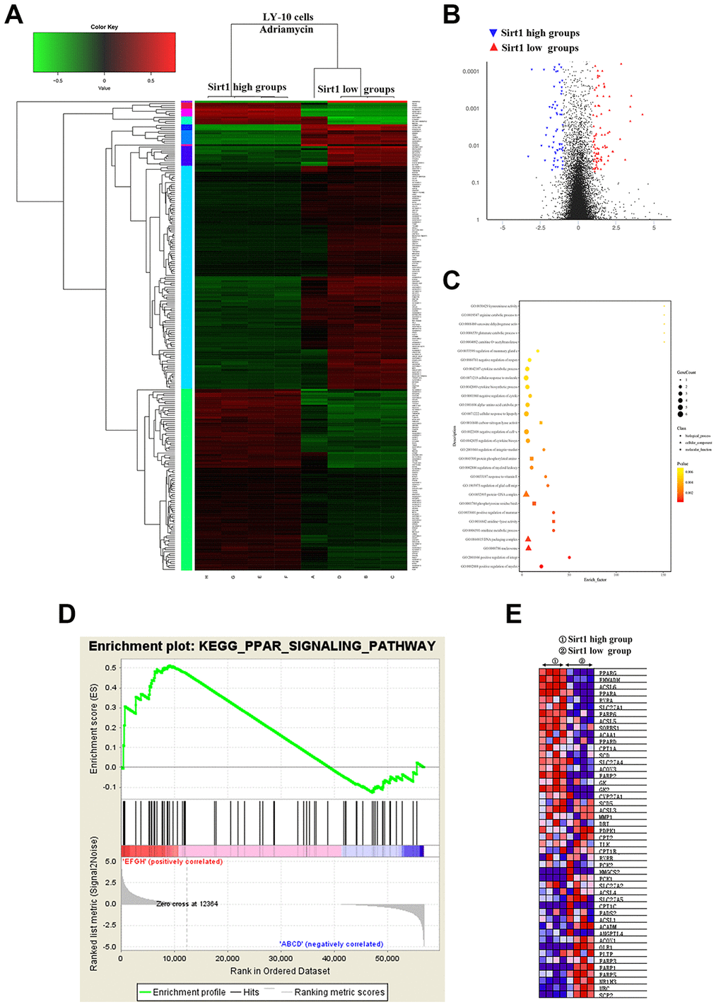 Differences in genes and pathways analyzed using bioinformatics in the Sirt1-high and Sirt1-low group of LY-10 cells. (A) High-throughput sequencing was used to detect differences in the transcriptional levels of LY-10 cells in the Sirt1-high and Sirt1-low groups. The cluster of differentially expressed genes between the Sirt1-high and Sirt1-low groups. (B) The volcano map of transcriptome sequencing results. (C) Enrichment plots of the KEGG pathway analysis with the highest score and lowest p value for the Enrichment score. (D) The PPAR signaling pathway was analyzed using GSEA assays in the Sirt1-high and Sirt1-low groups. (E) Cytokines associated with the PPAR signaling pathway in the Sirt1-high and Sirt1-low groups.