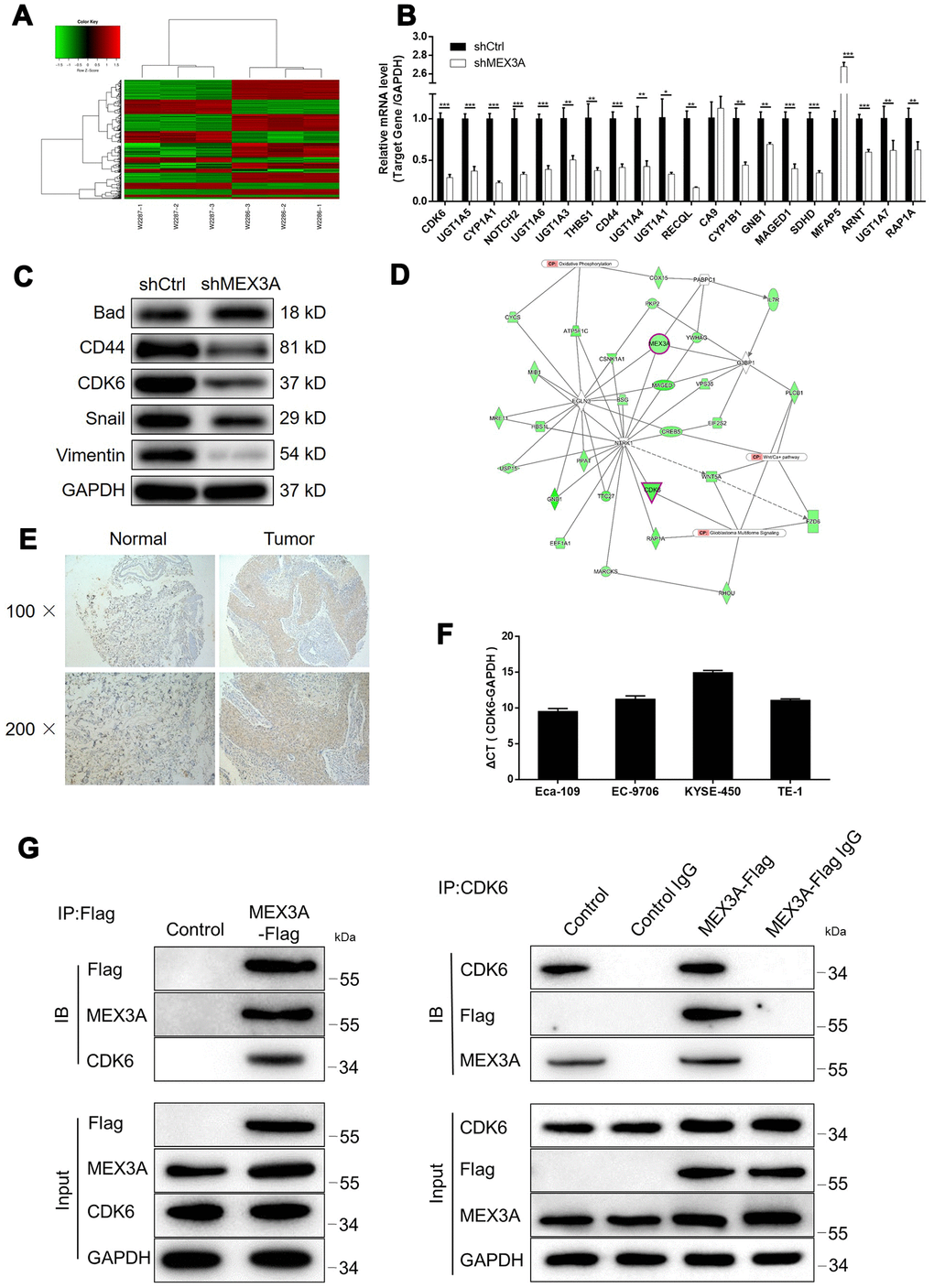 MEX3A knockdown may inhibit ESCC through targeting CDK6. (A) Heatmap of the RNA sequencing performed on Eca-109 cells with or without MEX3A knockdown (3 v 3). (B) The mRNA expression of several most significantly down-regulated DEGs in shMEX3A group identified by RNA sequencing was further detected in TE-1 cells. (C) The protein levels of various down-regulated DEGs in shMEX3A groups were verified in TE-1 cells through western blotting. (D) The MEX3A-related interaction network was predicted based on IPA analysis. (E) The expression of CDK6 in ESCC tumor tissues and normal tissues was detected and compared by IHC analysis. (F) The background expression of CDK6 in ESCC cell lines including Eca-109, EC-9706, KYSE-450 and TE-1 was detected by qPCR. (G) Co-IP assay was performed to verify the direct interaction between MEX3A and CDK6. The data were expressed as mean ± SD (n ≥ 3), *PPP