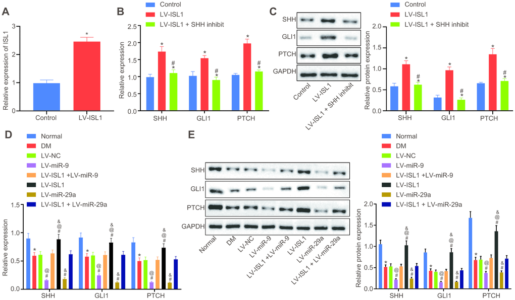 miR-9 and miR-29a regulate ISL1-mediated SHH signaling pathway. (A) The relative expression of ISL1 after lentiviral infection determined by RT-qPCR. (B) mRNA expression of SHH, GLI1, and PTCH in serum of rats after lentiviral infection detected by RT-qPCR. (C) The protein bands and expression of SHH, GLI1, and PTCH in serum of rats after lentiviral infection normalized to GAPDH detected by Western blot analysis; * p vs. the LV-NC group; # p vs. the LV-ISL1 group. (D) The effect of miR-9 and miR-29a on mRNA expression of SHH, GLI1, and PTCH in serum of rats detected by RT-qPCR. (E) The effect of miR-9 and miR-29a on protein bands and expression of SHH, GLI1, and PTCH in serum of rats normalized to GAPDH detected by Western blot analysis; * p vs. the normal group; # p vs. the DM group; @ p vs. the LV-ISL1 + LV-miR-9 group; & p vs. the LV-ISL1 + LV-miR-29a group. Data were measurement data and expressed as mean ± standard deviation; t test was performed for pairwise comparison; one-way analysis of variance was performed for multiple-group comparison; n = 8; the experiment was repeated three times independently.