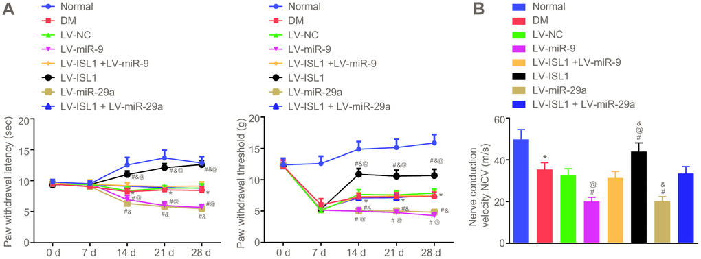 miR-9 and miR-29a reduce peripheral nerve conduction velocity and nociception threshold in rats with DM. (A) The paw withdrawal latency and paw withdrawal threshold of normal rats and rats with DM following lentiviral infection. (B) The nerve conduction velocity of normal rats and rats with DM following lentiviral infection on the 28th day after model development; * p vs. the normal group; # p vs. the DM group; @ p vs. the LV-ISL1 + LV-miR-9 group; & p vs. the LV-ISL1 + LV-miR-29a group. Results were measurement data and expressed as mean ± standard deviation; the repeated measures analysis of variance was used to analyze data at different time points; n = 8; the experiment was repeated three times independently.
