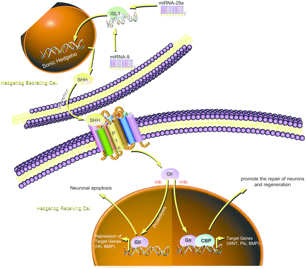 Schematic illustration of the regulatory role of miR-9 and miR-29a in DPN. miR-9 and miR-29a are highly expressed in DM, which inactivate the SHH signaling pathway by binding to ISL1, thereby promoting the occurrence and development of DPN.