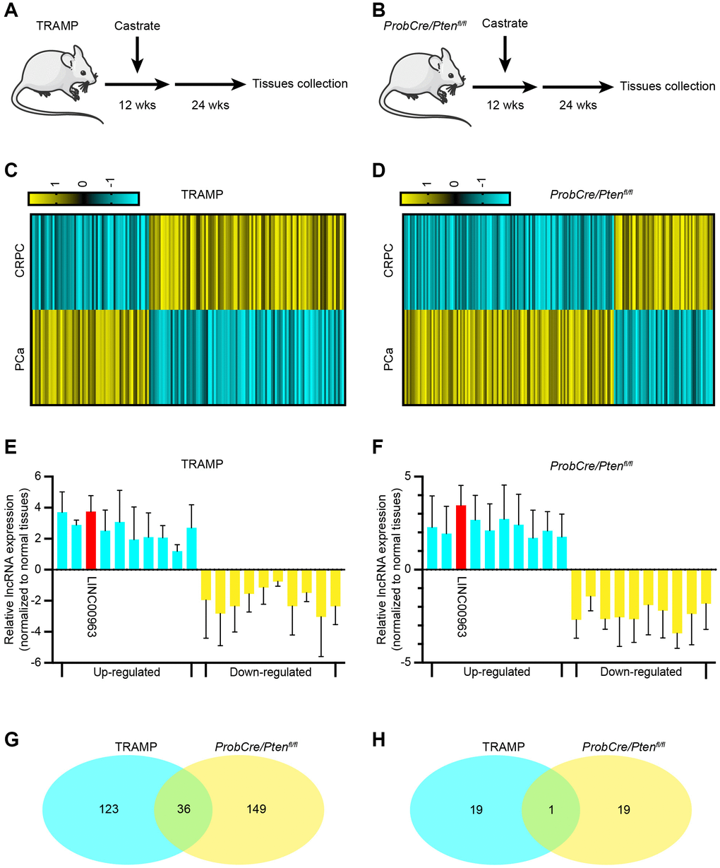 Long noncoding RNA LINC00963 is increased in castration-resistant prostate cancer (CRPC) tissues. (A, B) Experimental approach to construct CRPC mouse models; TRAMP mouse (A) and ProbCre/Ptenfl/fl mouse (B). (C, D) Heat map of differential expression of long noncoding RNAs (lncRNAs) in cells isolated from normal prostate cancer (PCa) and CRPC mouse models (C, TRAMP mouse; D, ProbCre/Ptenfl/fl mouse). (E, F) The expression of the 10 most apparent up- and decreased lncRNAs were analyzed by RT-qPCR in CRPC tissues and compared to those in normal PCa tissues (E, TRAMP mouse; F, ProbCre/Ptenfl/fl mouse). (G) Intersection of differentially expressed lncRNAs according to sequencing assays. (H) Intersection of differentially expressed lncRNAs according to RT-qPCR. Mean ± SEM.