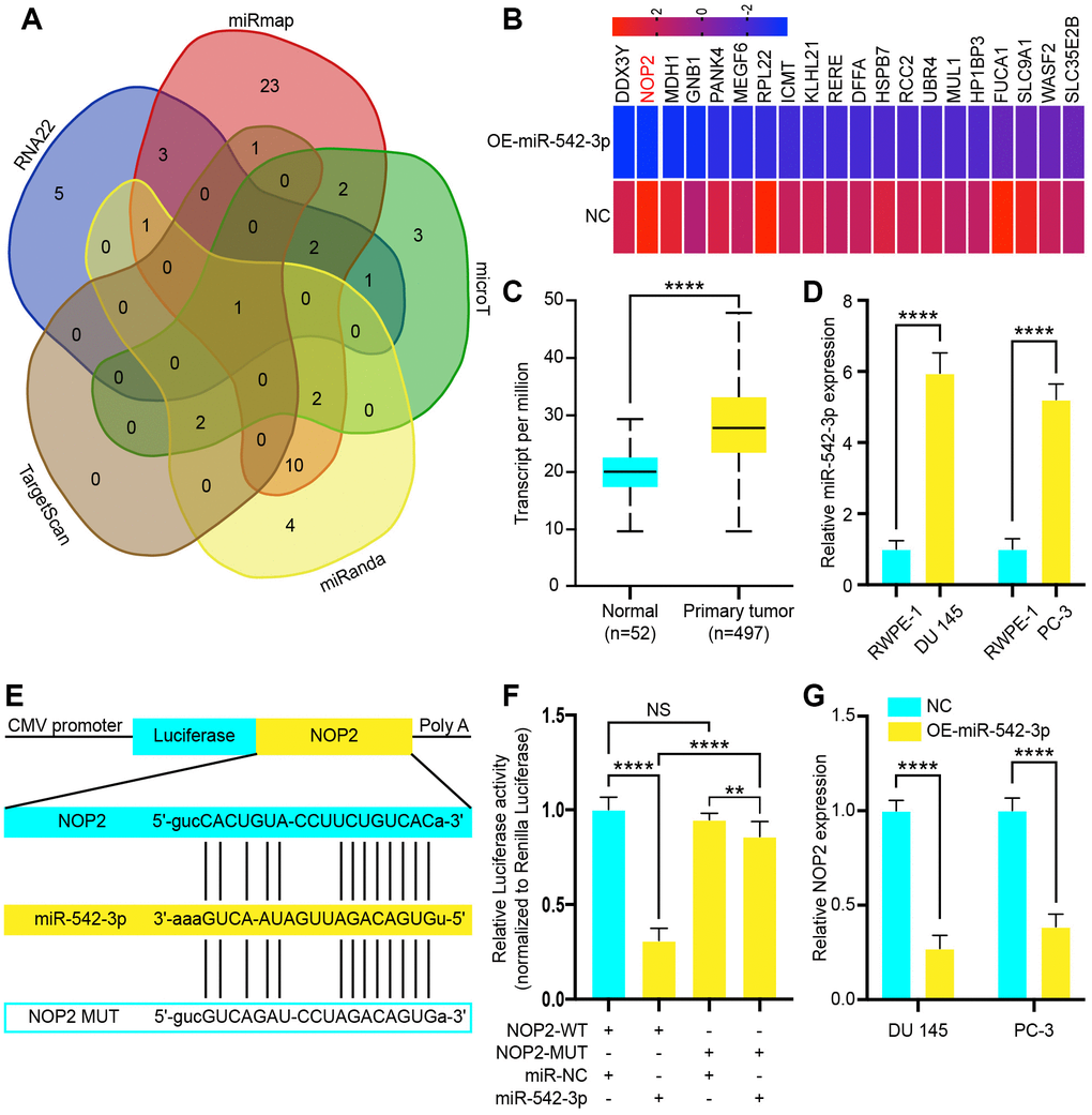 NOP2 is a target of tumor suppressor miR-542-3p and is suppressed by long noncoding RNA LINC00963 deletion. (A) Venn diagram of intersection target genes of miR-542-3p predicted by several bioinformatics databases. (B) Heat map of top 20 decreased genes in DU 145 cells after transfection with OE-miR-542-3p Lentivirus. (C) Relative expression of NOP2 in PCa tissues compared to that of normal tissue was analyzed by using the TCGA dataset. (D) RT-qPCR analysis of NOP2 expression in PCa cell lines the DU 145 and PC-3 cells compared to the normal prostate cell line RWPE-1. (E) Schematic view of miR-542-3p putative targeting site in the WT and Mut 3’-untranslated region (UTR) of NOP2. (F) Luciferase activity assay in 293 T cells transfected with luciferase report plasmids containing NOP2 3’UTR (WT or Mut), and control miRNA or miR-542-3p. (G) Relative mRNA levels of NOP2 in DU 145 and PC-3 cells transfected with control vector or OE-miR-542-3p Lentivirus. Mean ± SEM, **P 