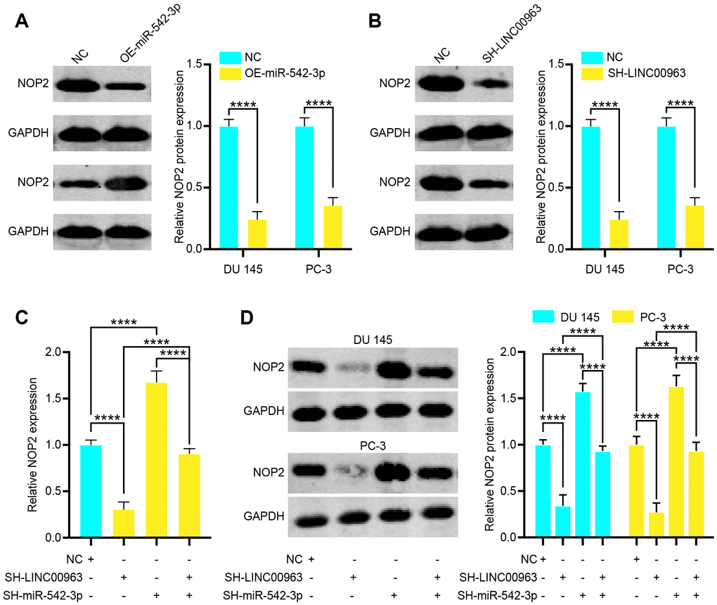 Long noncoding RNA LINC00963 functions as a competing endogenous RNA (ceRNA) and sponges tumor suppressor miR-542-3p to upregulate NOP2. (A) Relative protein levels of NOP2 in DU 145 cells transfected with empty vector lentivirus or OE-miR-542-3p lentivirus. (B) Relative protein levels of NOP2 in DU 145 cells transfected with empty vector lentivirus or SH-LINC00963 Lentivirus. (C, D) NOP2 mRNA (C) in 293T cells and protein level in DU 145 cells and PC-3 cells (D) following knockdown of LINC00963 and/or inhibition of miR-542-3p. Mean ± SEM, ****P 