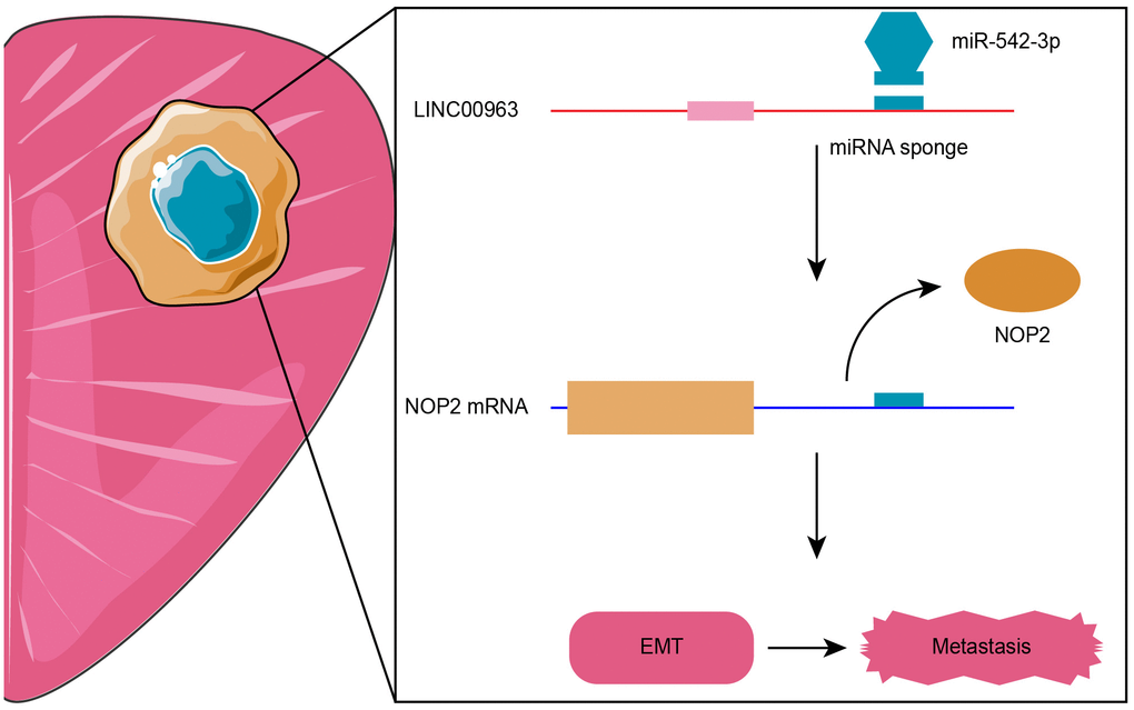 Proposed model of LINC00963/miR-542-3p/NOP2 axis-mediated epithelial-mesenchymal transition (EMT) pathway activation for promoting metastasis in prostate cancer (PCa).