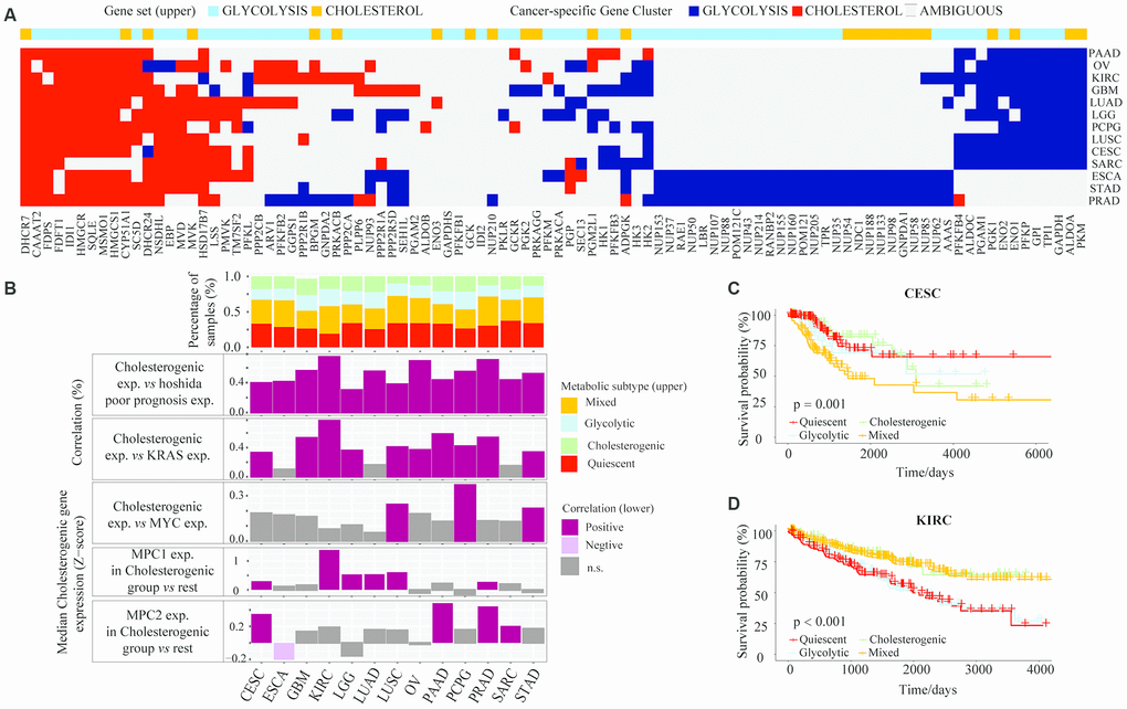 The glycolytic and cholesterogenic gene profiles of other cancer types. (A) Heat map depicting that glycolytic and cholesterogenic genes were robustly co-expressed when consensus clusters were applied to each individual cancer type. (B) Top: Bar plots showing the proportions of the metabolic subgroups across the various cancer types. Bottom: The correlation between cholesterogenic gene expression and the expression of Hoshida poor prognostic genes, KRAS, MYC and MPC1/2 in each cancer type. Median glycolytic gene expression correlated positively (BH-adjusted p MPC1/2 expression and glycolytic gene expression was validated using Wilcoxon rank sum tests and BH correction. (C) Kaplan-Meier survival analysis curves depicting the differences in median overall survival across the metabolic subgroups in CESC. (D) Kaplan-Meier survival analysis curves demonstrating the differences in median overall survival in KIRC.