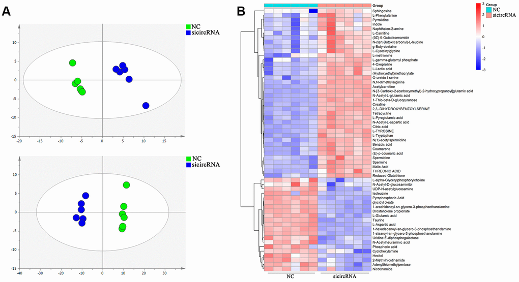 Cell metabolites analysis showing the effect of circ-SEC31A on NSCLC cell metabolites. (A) OPLS-DA score plot showing the difference between the si-circRNA and NC groups of A549 cells. (B) Heatmap identifying metabolites in A549 cells. Colors in the heatmap change with the metabolite contents, red indicates high content, while blue indicates low content.