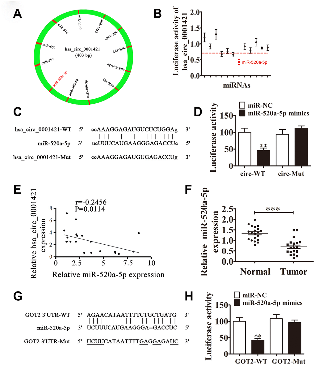 The relationships among miR-520a-5p, circ-SEC31A, and GOT2. (A) A schematic model showing the putative binding sites of 12 predicted miRNAs on circ-SEC31A. (B) Luciferase activity of circ-SEC31A in HEK293T cells transfected with miRNA mimics, which putatively bind to the circ-SEC31A sequence. Luciferase activity was normalized to Renilla luciferase activity. (C) The predicted binding sites of miR-520a-5p in circ-SEC31A. The mutated (Mut) version of circ-SEC31A is also shown. (D) Relative luciferase activity was determined 48 h after transfection with miR-520a-5p mimic/normal control (NC) or with the circ-SEC31A wild-type/Mut in HEK293T cells. Data are presented as mean ± SD; ***PE) A significant negative correlation between circ-SEC31A and miR-520a-5p was detected in NSCLCs tissues; n=20, P=0.0114. (F) RT-qPCR showing the relative expression of miR-520a-5p from 20 NSCLC tumor tissues and adjacent non-tumor tissues. Data are presented as mean ± SD; ***PG) The predicted binding sites of miR-520a-5p within the 3′-UTR of GOT2. The mutated version of the 3′-UTR of GOT2 is also shown. (H) Relative luciferase activity was determined 48 h after transfection with miR-520a-5p mimic/normal control or with the 3′-UTR-GOT2 wild-type/Mut in HEK293T cells. Data are presented as mean ± SD; ***P