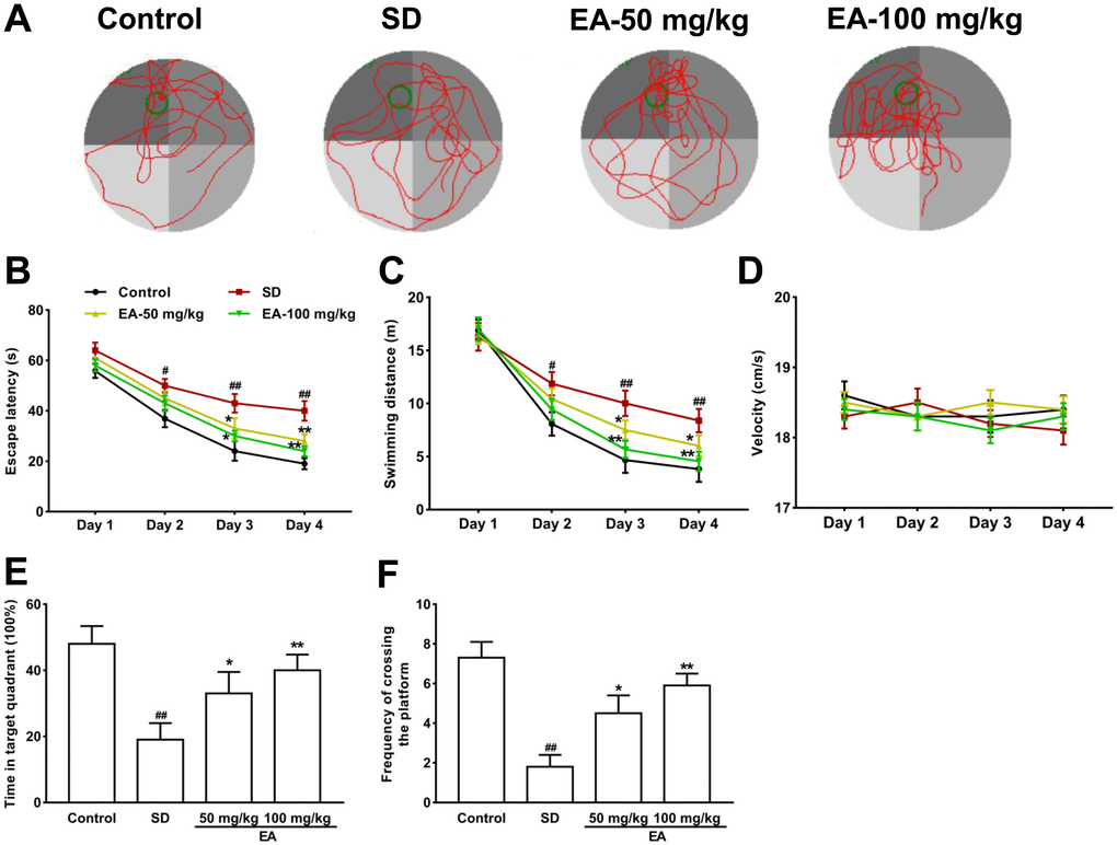 Effect of CL on spatial reference memory in the MWM test in mice. (A) Representative swimming tracks in the MWM during the probe trial. (B) Mean daily escape latencies (time from the start to the hidden platform). (C) Distance travelled during the learning phase of the water maze task. (D) The swimming velocity of the mice. (E) The percentage of time spent in the target quadrant during the probe trial. (F) Frequency of crossing the target quadrant during the probe trials. All values were expressed as the mean ± SEM (n=12), #P ##P *P **P 