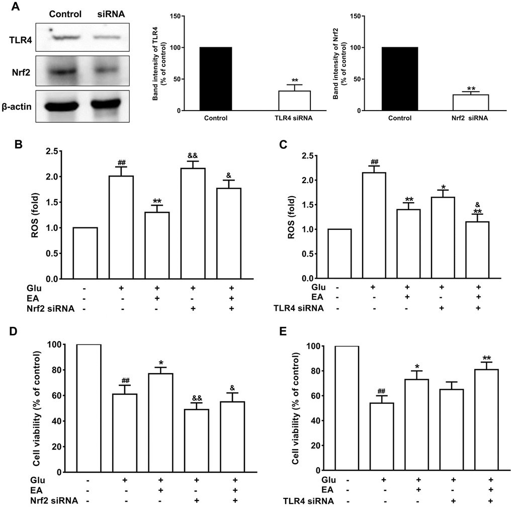 The protective effects of EA on glutamate-induced toxicity in neuronal cells. (A) The expression levels of Nrf2 and TLR4 significantly decreased in the siRNA treatment group. (B) and (C) Effect of EA on ROS levels in Nrf2 or TLR4 siRNA-transfected and Glu-treated neuronal cells. (D) and (E) Effect of EA on cell viability in Nrf2 or TLR4 siRNA-transfected and Glu-treated neuronal cells. Data values were expressed as the mean ± SEM (n=3), ##P *P **P &P &&P 