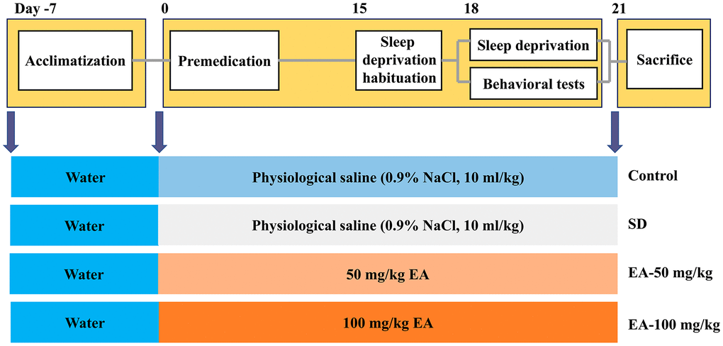 Experimental design procedure. Mice were randomly divided into four groups after habituation for 7 days. Then, mice were administered EA daily intraperitoneally EA for 21 days. After 3 days of SD habituation (from 8 a.m. to 11 a.m., 3 hours per day), all groups except the control group were subjected to SD for 72 hours (from 8 a.m. on day 18 to 8 a.m. on day 21). Behavioral tests were carried out after 24 hours of SD (Morris water maze training began on day 18).