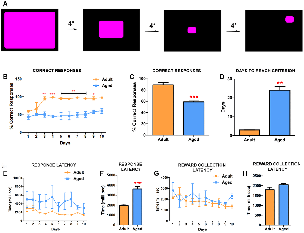 CANTAB touch task 2 detects impairment in learning precision-based tasks in aged baboons. (A) Illustration of CANATB touch task 2 showing the progressive decrease of the stimulus size that occurs every four consecutive successful responses (4*). After reaching final size the stimulus then appears at random locations on the screen. (B) Daily CANTAB TT2 task revealed that adult baboons performed significantly better than aged ones after 3 days (Two-way ANOVA, * pC) The overall performance, measured by correct responses, of adult baboons was significantly better (*** pD) In comparison to aged baboons, adult baboons were significantly faster to reach criterion. (E) Quantitative analysis of the response latency between aged and adult baboons. (F) The latency to response is significantly longer in aged baboons compared to the adult subjects (** pG and H) The latency to collect rewards during the task was similar between the groups.