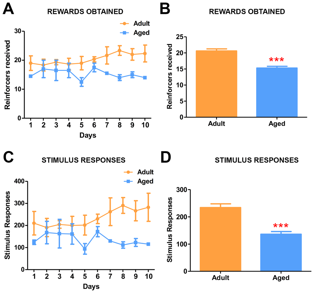 Progressive ratio task detects the effects of age on motivation. (A) Graph depicting the number of rewards obtained by the adult and aged baboons during each day of the progressive ratio task. (B) Quantitative analysis of rewards obtained during progressive task. Adult baboons obtained significantly more rewards compared to the aged group (*** pC) Graph depicting the number of responses made by the baboons during progressive ratio task. (D) Quantitative analysis of stimulus responses on the progressive task. Aged baboons made significantly fewer response touches compared to adult baboons (*** p