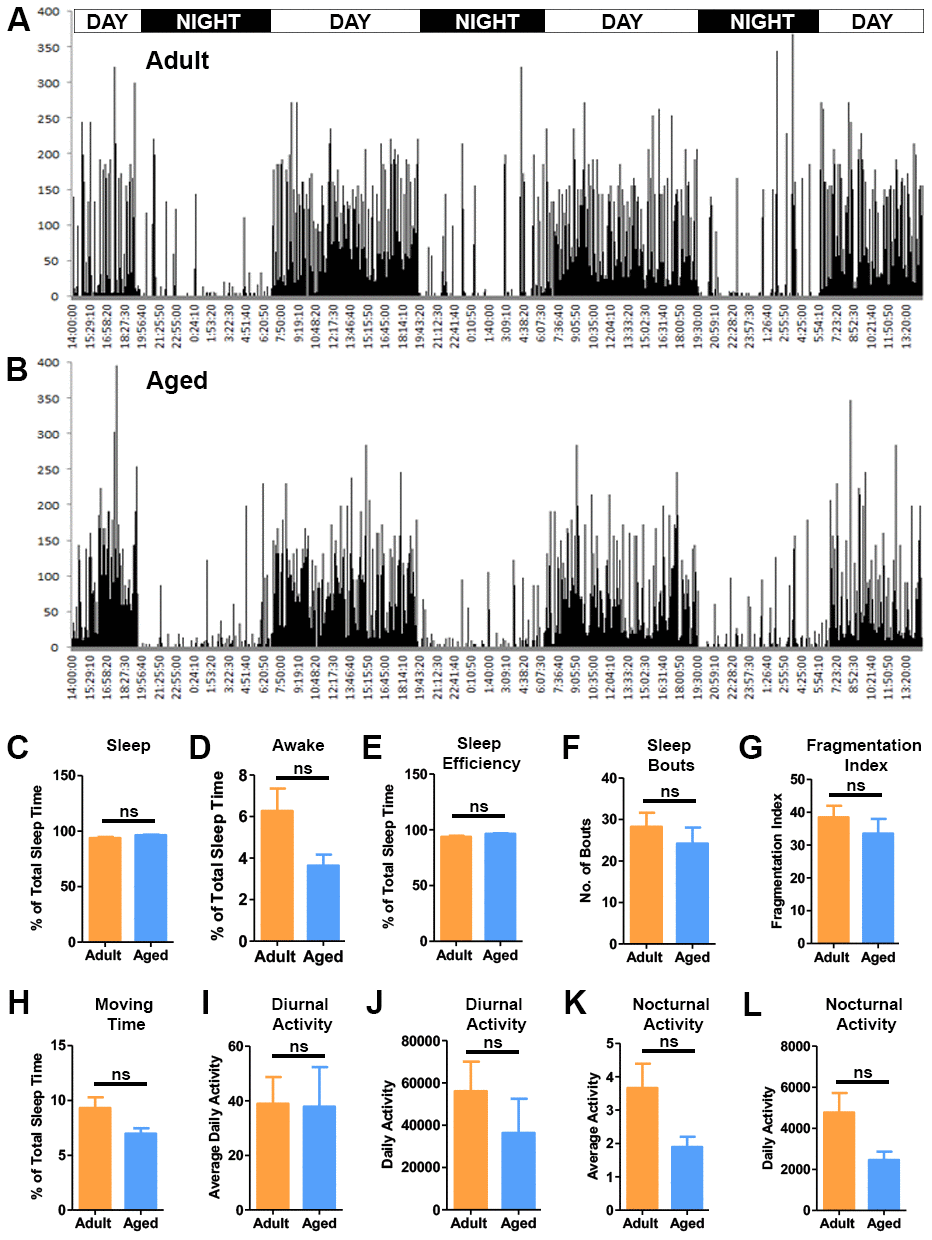 Activity analysis of the baboons. Representative actograms of the adult (A) and aged baboons (B) from the actiwatch analysis. The actograms demonstrate the activity of baboons during a period of 72 hrs. Sleep quality parameters were quantified from the night-time activity analysis. (C) Percent sleep time, (D) Percent awake time, (E) Sleep efficiency, (F) Sleep bouts and (G) Fragmentation index. No significant differences were observed between the two groups in sleep quality parameters. The actogram data was also used to quantify movement parameters like (H). Time spent moving during sleep, (I) Average nocturnal activity, (J) Daily nocturnal activity, (K) Average diurnal (day time) activity and (L) Daily diurnal (day time) activity. No significant (ns) differences were seen between the groups in the movement parameters.