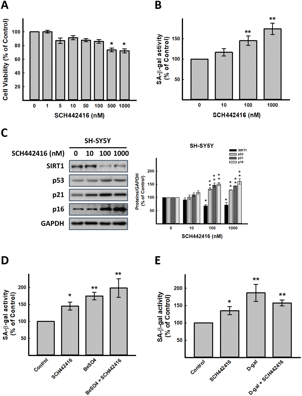 Effect of A2AR antagonist SCH442416 on cellular senescence in vitro. (A) Effect of SCH442416 on cell viability detected by SRB assay. Effect of SCH442416 on cellular senescence detected by (B) cellular senescence markers, SA-β-gal activity and (C) western blot analysis of SCH442416-induced cellular senescence related molecules. Combination test for (D) SCH442416 and BeSO4 as well as (E) SCH442416 and D-gal detected by cellular senescence markers, SA-β-gal activity. Data are mean±SEM from at least four independent experiments. Significant difference between control and treated cells is indicated by *p p 