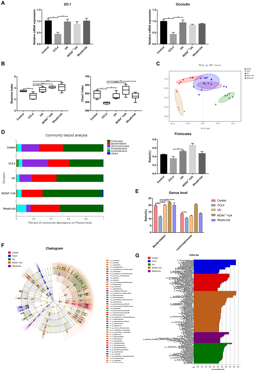 Effect of UA on intestinal microbiota dysbiosis in mice with CCl4-induced liver fibrosis. (A) Ileal mRNA levels of the TJ proteins ZO-1 and occludin were measured by qRT-PCR. (B) The alpha diversity of each group was assessed by determining the Shannon index and the Chao1 index. (C) PCoA to determine the weighted UniFrac distance of the intestinal microbiota. (D) Composition of the intestinal microbiota of each group at the phylum level. (E) Composition of the intestinal microbiota of each group at the genus level. (F) Linear discriminant analysis effect size (LEfSe) prediction was used to identify the bacteria in each group with the most differential abundance. (G) Linear discriminant analysis (LDA) scores showed significant differences in the bacteria in each group. Only the bacteria whose abundance met an LDA threshold value of >2 are shown. Data represent the mean ± SD of each group. *P 