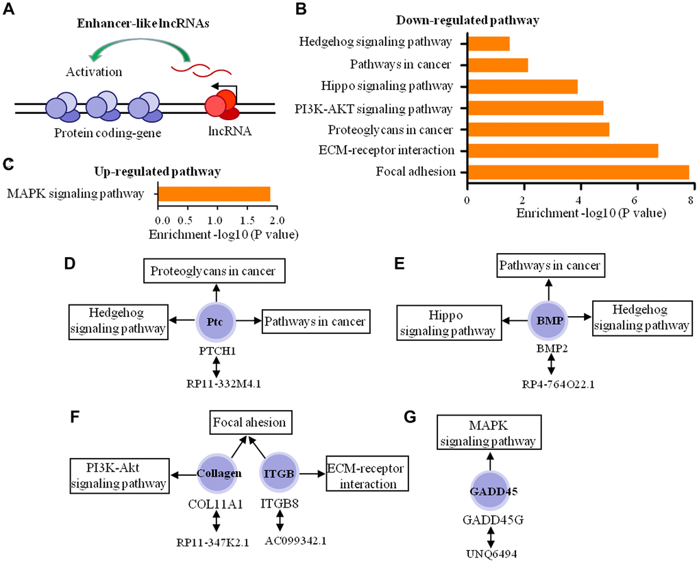 Biological function predictions of the enhancer-like lncRNAs by pathway analysis of their adjacent coding-genes within 300 kb in the genome. (A) Schematic representation of enhancer-like lncRNA. (B, C) The pathway analysis applied for 5 mRNAs that regulated by 5 enhancer-like lncRNAs and showed the 7 down-regulated pathways and 1 up-regulated pathways (P D–G) The 5 enhancer-like lncRNAs, 5 coding genes, and signaling pathways in which these coding genes participated.