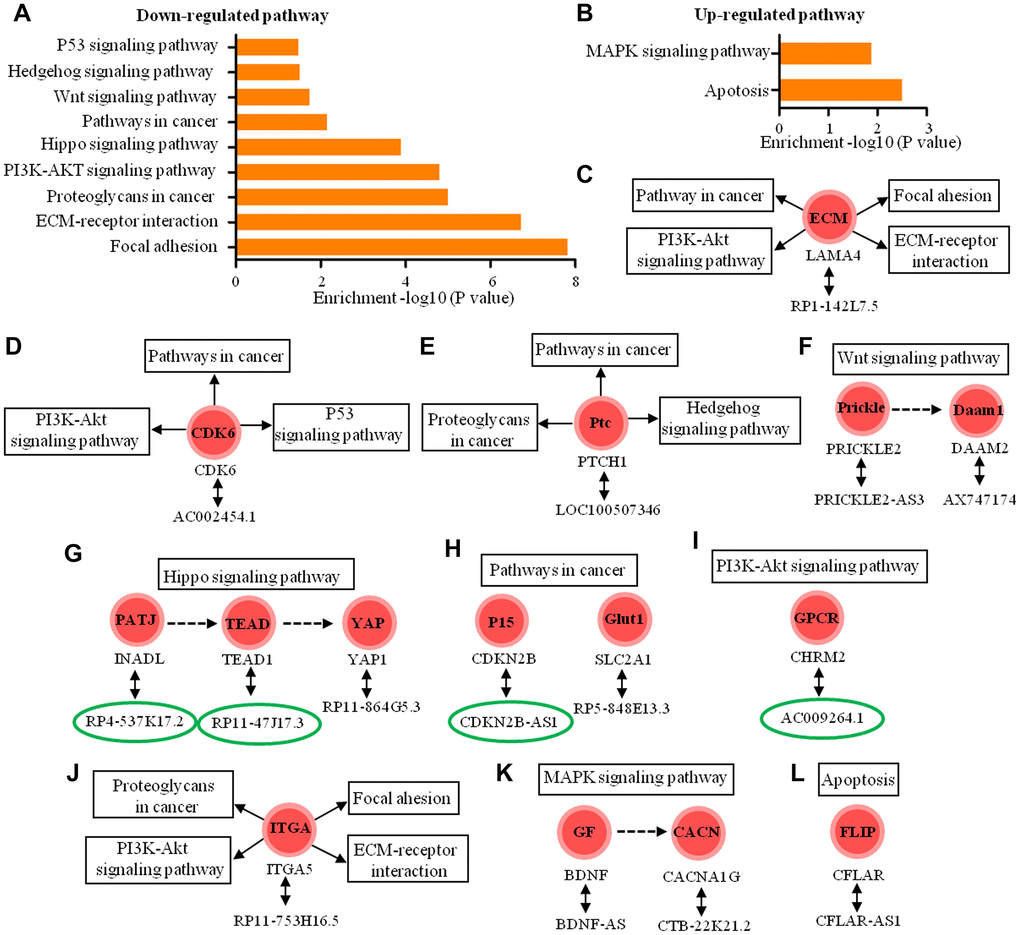 Functional predictions of the antisense lncRNAs according to pathway analysis of their sense coding genes. (A, B) The pathway analysis applied for 15 mRNAs that were sense coding genes of 15 antisense lncRNAs and showed 9 down-regulated pathways and 2 up-regulated pathways (P C–I) The 11 antisense lncRNAs and their sense coding genes in down-regulated signaling pathways. (J–L) The 4 antisense lncRNAs and their sense coding genes are in up-regulated signaling pathways. The lncRNAs in the green circle represent intronic antisense lncRNA and other lncRNAs represent natural antisense lncRNA.