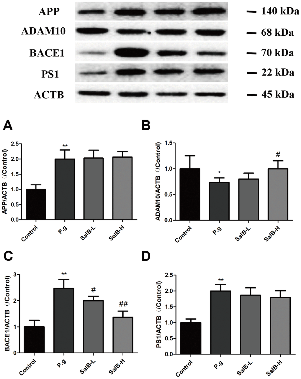 SalB inhibits Aβ generation in P. gingivalis-infected mice. Western blot results of APP (A), ADAM10 (B), BACE1 (C) and PS1 (D) were detected in the hippocampus of P. gingivalis-infected mice. Experimental values were expressed as mean ± SEM (n = 3 per group). *P P #P ##P P.g.