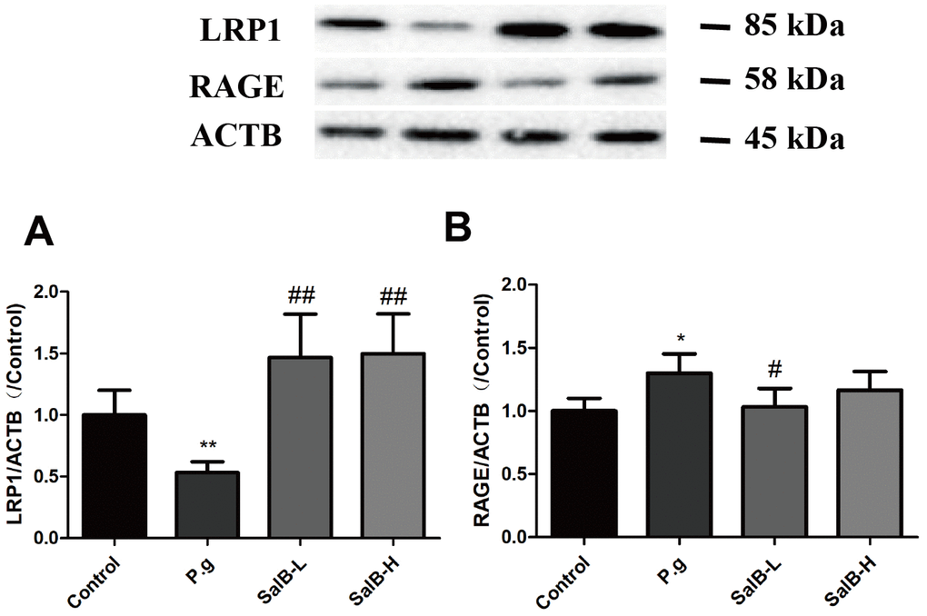SalB improves Aβ transportation in P. gingivalis-infected mice. Western blot results of LRP1 (A) and RAGE (B) were detected in the hippocampus of P. gingivalis-infected mice. Experimental values were expressed as mean ± SEM (n = 3 per group). *P P #P ##P P.g.