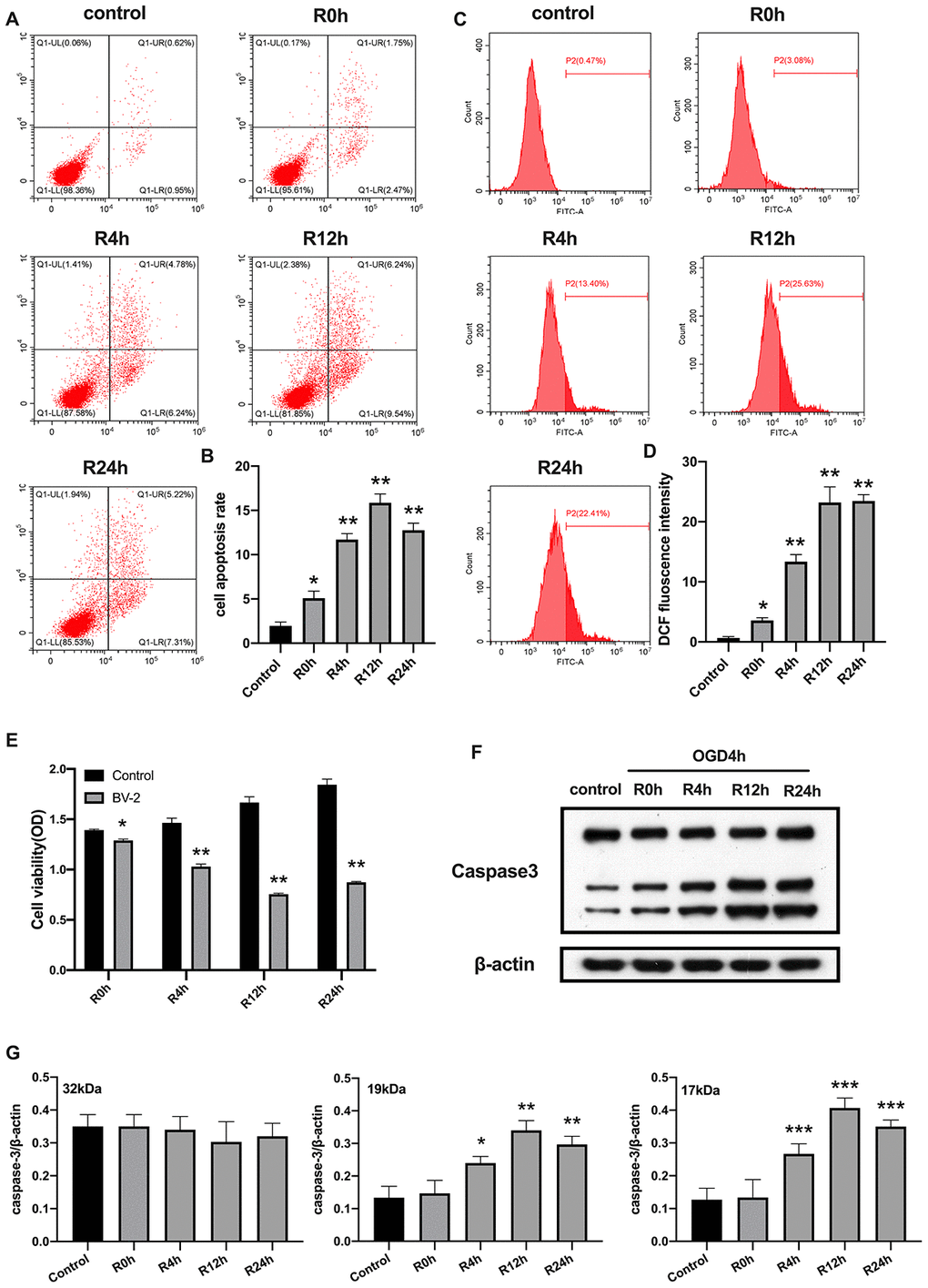 OGD/R induced apoptosis of BV2 microglial cells. (A, B) Flow cytometry with Annexin V/PI staining was used to assess cell apoptosis in BV2 microglial cells. (C, D) Flow cytometry was performed to measure the level of ROS in BV2 microglial cells. (E) The viability of BV2 microglial cells was determined by MTT assay. (F, G) The expression of caspase3 was quantified by western-blot analysis. All data are presented as the mean value ±SD. *p