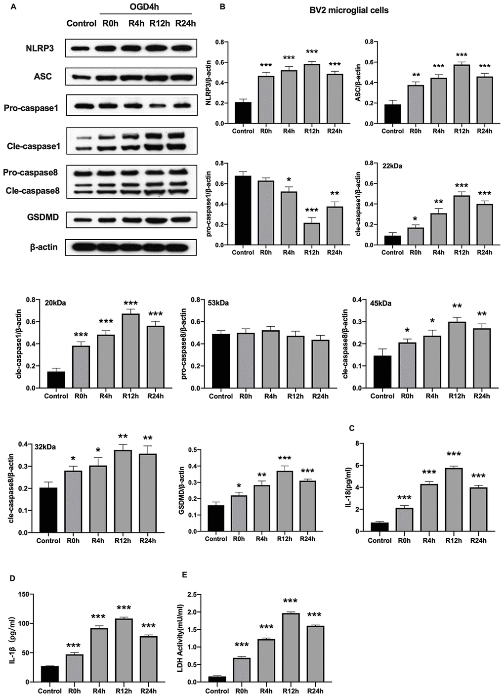 OGD/R induced NLRP3 inflammasome activation and pyroptosis in BV2 microglial cells. (A, B) Expression of NLRP3, ASC, pro-caspase1, cleaved-caspase1, pro-caspase8, cleaved-caspase8 and GSDMD in BV2 microglial cells as measured by western-blot analysis. (C, D) Level of IL-1β and IL-18 in BV2 microglial cells as determined by ELISA. (E) The level of LDH activity in BV2 microglial cells as measured by ELISA. All data are presented as the mean value ±SD. *p