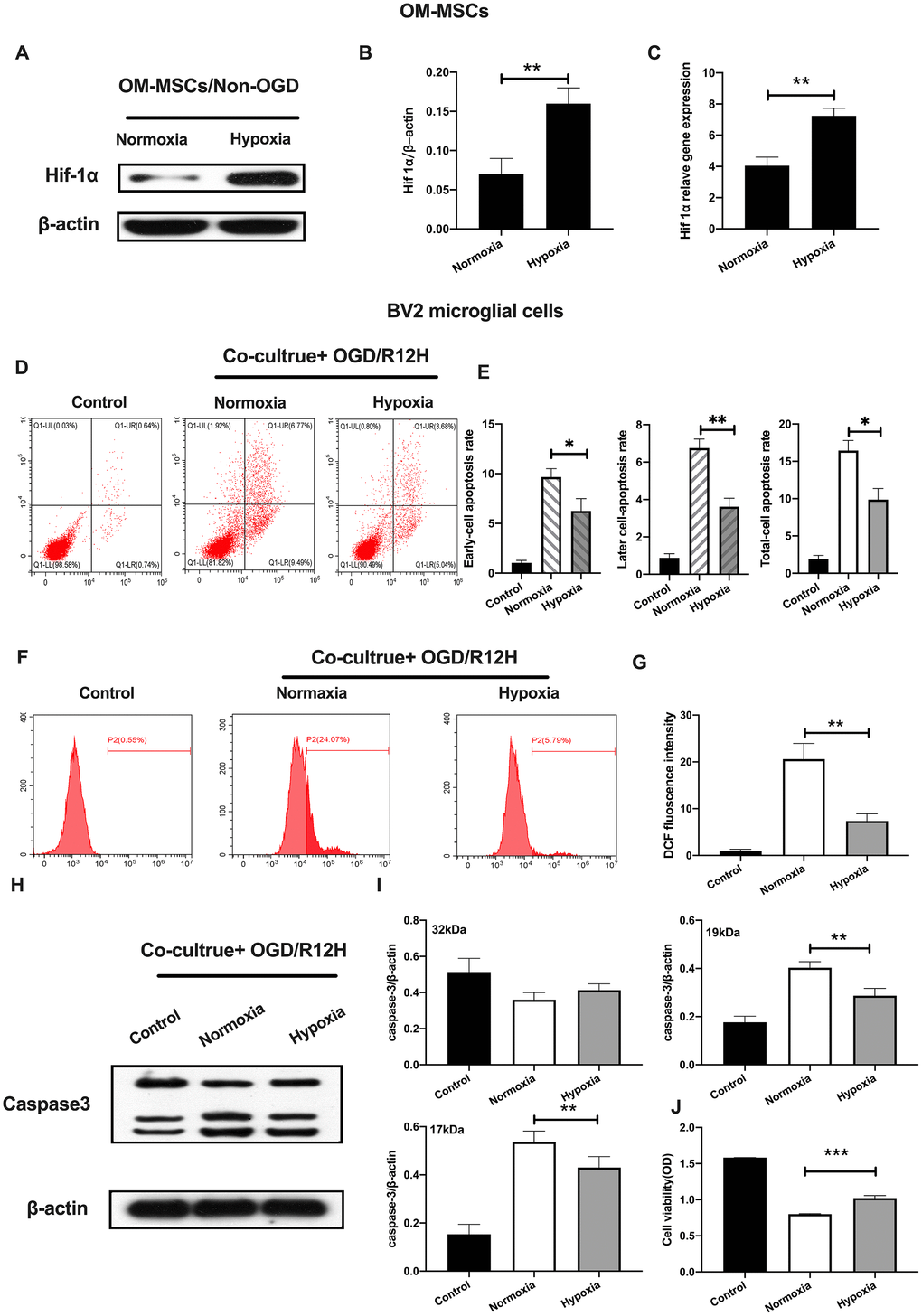 Hypoxia-preconditioned OM-MSCs prevented cerebral OGD/R-induced apoptosis in BV2 microglial cells. (A–C) Protein and mRNA expression of HIF-1α in OM-MSCs as determined by western-blot and qPCR, respectively. (D–E) The apoptosis rate of BV2 microglial cells as evaluated by flow cytometry with Annexin V/PI staining. (F, G) ROS generation in BV2 microglial cells as measured by flow cytometry. (H, I) The expression of caspase3 in BV2 microglial cells as determined by Western blotting analysis. (J) The viability of BV2 microglial cells as determined by MTT assay. All data are presented as the mean value ±SD. *p