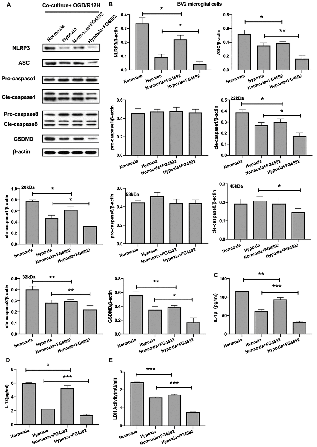 Induction of HIF-1α in OM-MSCs by FG-4592 suppressed cerebral OGD/R-induced pyroptosis in BV2 microglial cells. (A, B) Expression of NLRP3, ASC, pro-caspase1, cleaved-caspase1, pro-caspase8, cleaved-caspase8 and GSDMD in BV2 microglial cells was evaluated by Western blotting assay. (C, D) Level of IL-1β and IL-18 in BV2 microglial cells was quantified by ELISA. (E) The level of LDH activity in BV2 microglial cells was measured by ELISA. All data are presented as the mean value ±SD. *p