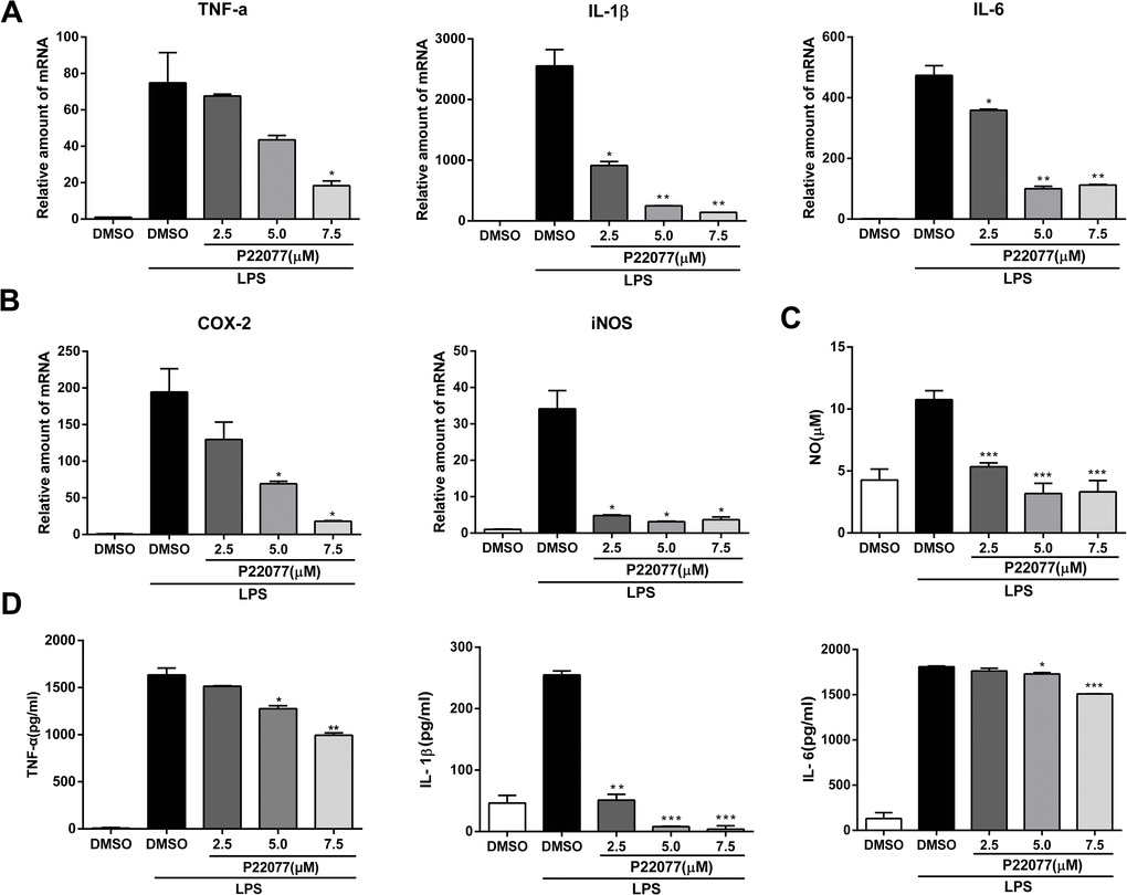 P22077 suppresses LPS-induced inflammatory response in mouse peritoneal macrophages. (A, B) Mouse peritoneal macrophages were pretreated with DMSO or P22077 (2.5 μM, 5.0 μM and 7.5 μM) for 2 h, then stimulated with LPS (100 ng/ml) for another 4 h. The mRNA expressions of TNF-α, IL-1β, IL-6 (A), COX2 and iNOS (B) were analyzed by Q-PCR. (C, D) Mouse peritoneal macrophages were pretreated with DMSO or P22077 (2.5 μM, 5.0 μM and 7.5 μM) for 2 h, and then stimulated with LPS (100 ng/ml) for 10 h. Nitric oxide (NO) concentration in culture supernatant was measured by Griess assay (C). TNF-α, IL-1β and IL-6 in the supernatants were measured by ELISA (D). Similar results were obtained from three independent experiments and data were presented as mean ± SD of one representative experiment. *P
