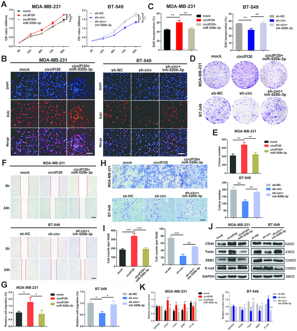 circIFI30 promotes cell proliferation, migration and invasion through circIFI30/miR-520b-3p/CD44 axis. (A) The cell viability was determined after transfection with indicated vectors, miR-520b-3p mimics or inhibitors by CCK8 assay. (B, C) The cell proliferation was detected after transfection with indicated vectors, miR-520b-3p mimics or inhibitors by EdU assay (magnification, × 100, scale bar, 100 μm). (D, E) The cell survival was measured after transfection with indicated vectors, miR-520b-3p mimics or inhibitors by colony formation assay. (F, G) The cell migration capacity was detected after transfection with indicated vectors, miR-520b-3p mimics or inhibitors by wound healing assays (magnification, × 50). Scale bar, 200 μm. (H, I) The cell invasion ability was determined after transfection with indicated vectors, miR-520b-3p mimics or inhibitors by transwell assays (magnification, × 100, scale bar, 100 μm). (J, K) Relative expressions of CD44 and EMT-related molecules at protein level in cells transfected with indicated vectors, miR-520b-3p mimics or inhibitors were determined by western blot. Data were indicated as mean ± SD, *P P P 