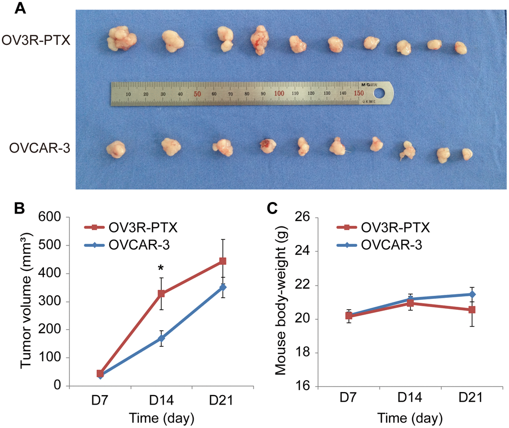 Tumor growth in nude mice. Mice were implanted with either OVCAR-3 cells or OV3R-PTX cells and lived for 3 weeks. (A) Picture of xenograft tumor mass after sacrifice. (B) Measurement of tumor volume in a time-course study. (C) Measurement of mouse body-weight in a time-course study. n = 10; *, P 