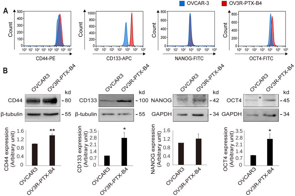 Differential expression of stemness markers between OVCAR-3 and OV3R-PTX-B4 cells. (A) Detection of CD44, CD133, NANOG, and OCT4 positive cell population in OVCAR-3 (blue) and OV3R-PTX-B4 cells (red) by flow cytometry. (B) Expression of CD44, CD133, NANOG, and OCT4 proteins in OVCAR-3 and OV3R-PTX-B4 cells detected by Western blot. Upper panel, representative images of blotting; low panel, semi-quantitative analysis of the relative optical density of protein bands in the upper panel. β-tubulin and GAPDH were used as loading controls. n = 3; *, P P 